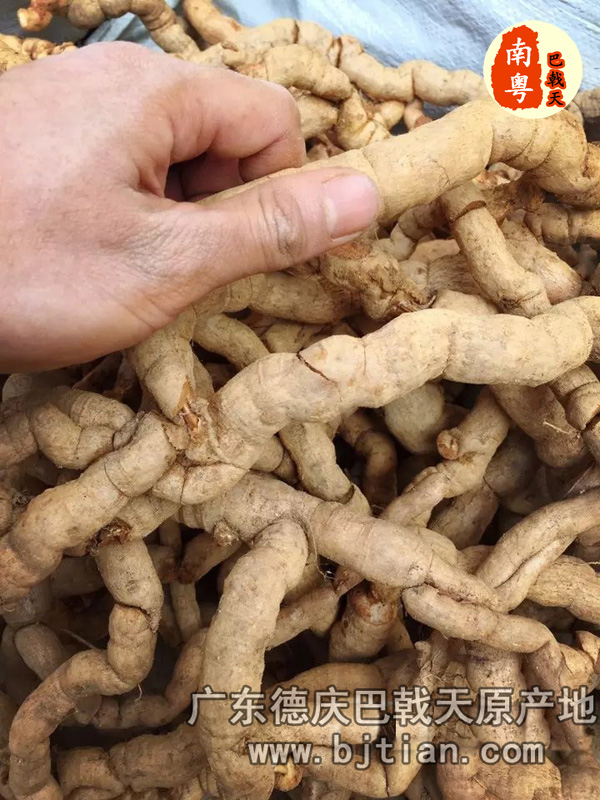 新鲜巴戟天