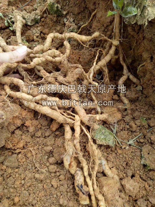 制巴戟天工序 制巴戟天工序