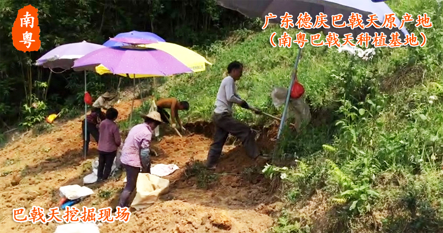 新鲜巴戟天种植采挖