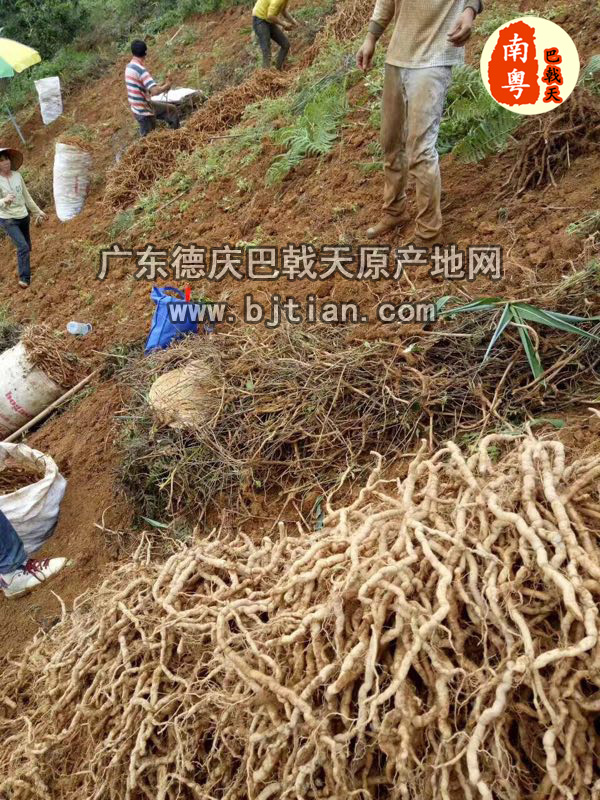 广东德庆巴戟天种植地 广东德庆巴戟天种植地