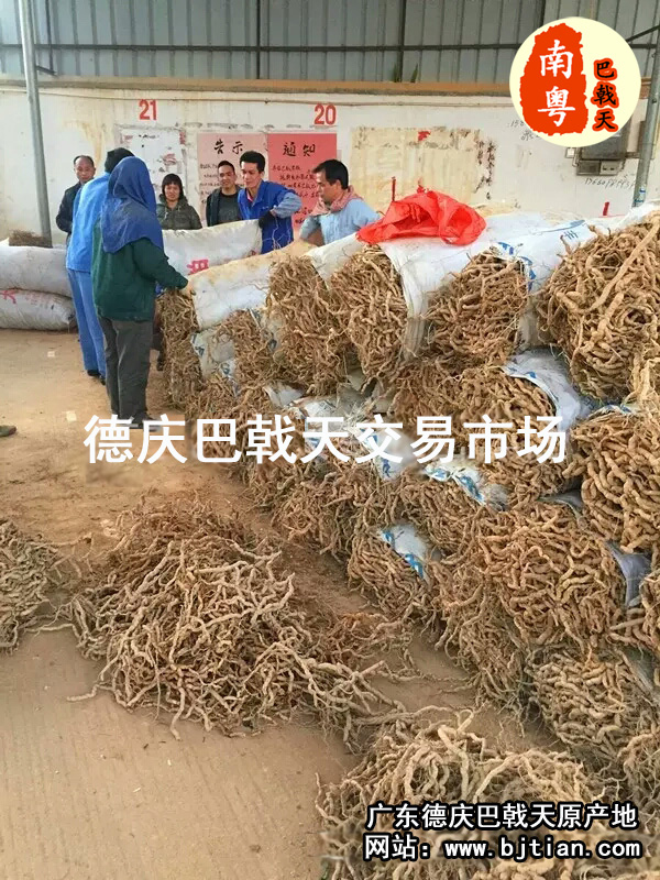 巴戟天交易市场 巴戟天交易市场