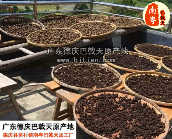 巴戟天的功效与作用 巴戟天的功效与作用
