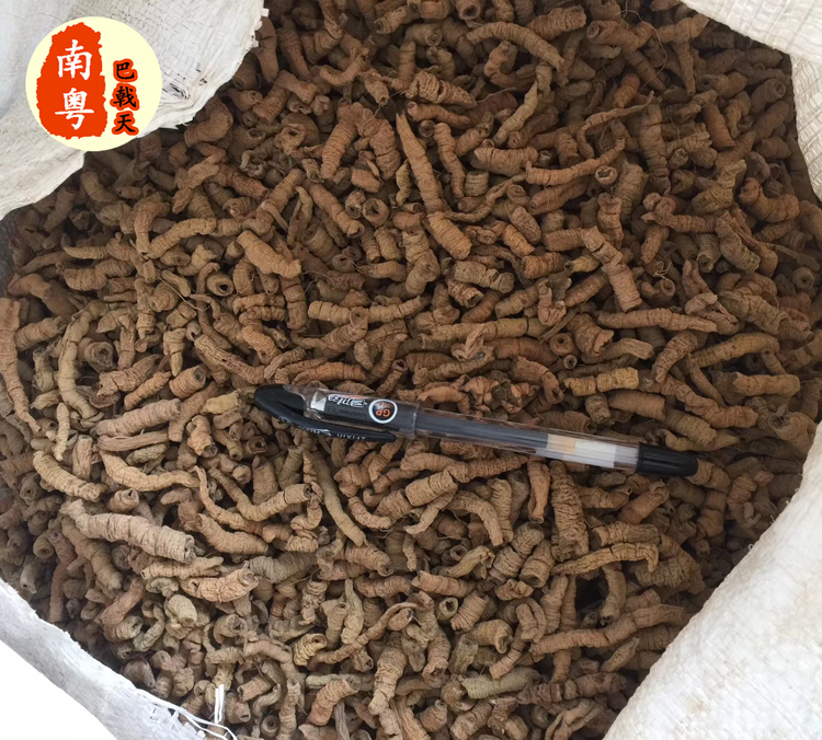 正中广东巴戟天小肉（干货）