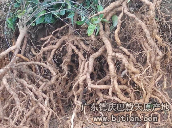 巴戟天产地 巴戟天产地