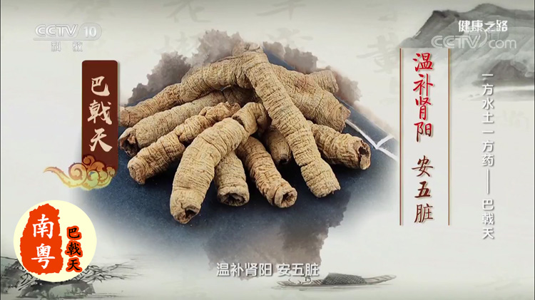 巴戟口服液的功效与作用