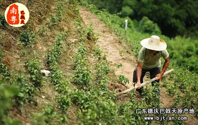 修剪基地杂草