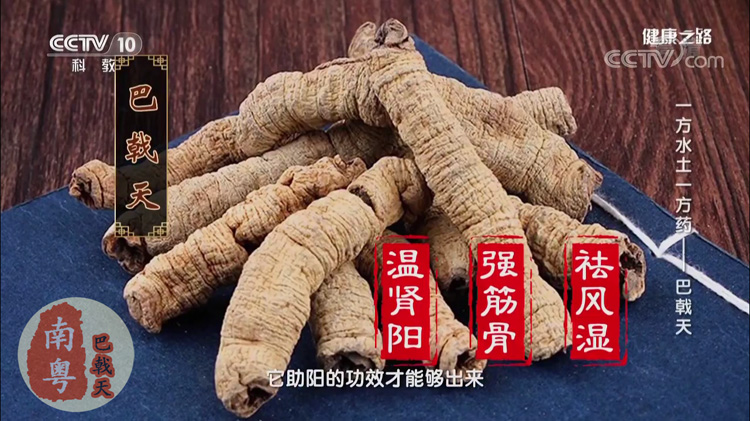 肾虚者食用巴戟天效果如何？