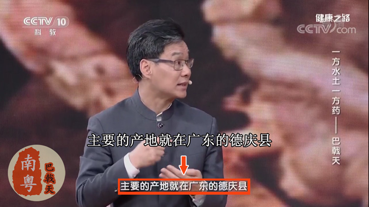 巴戟天优势 巴戟天优势