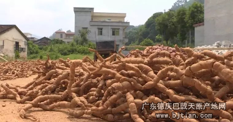 德庆县正在申报德庆巴戟天