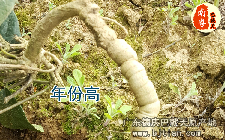 年份较高的巴戟天