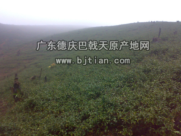 巴戟天生长环境 巴戟天生长环境