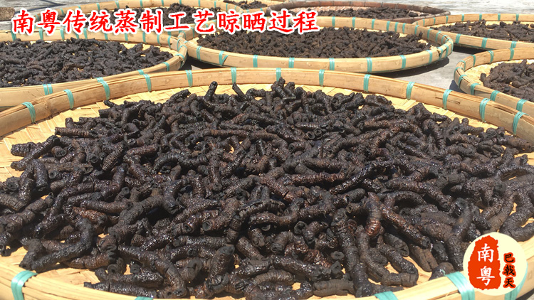 巴戟天晾晒过程 巴戟天晾晒过程