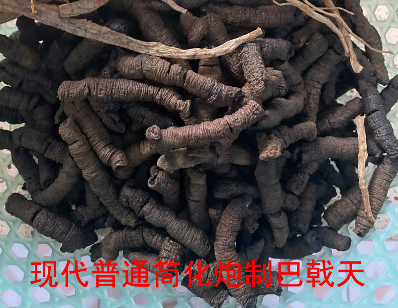 简单巴戟天 简单巴戟天