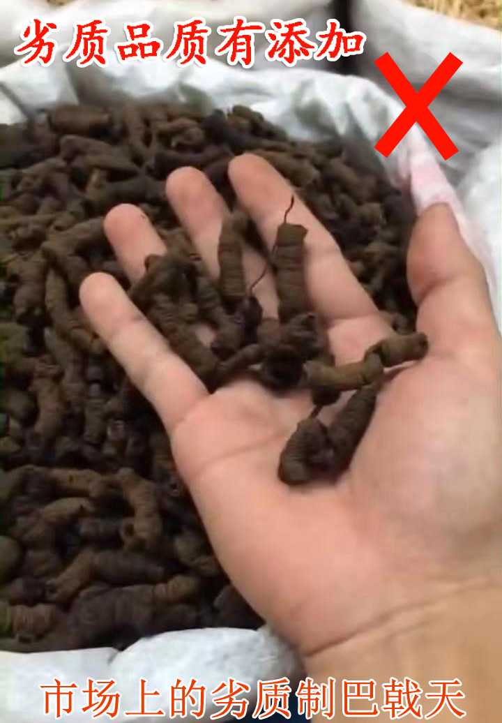 假巴戟天 假巴戟天