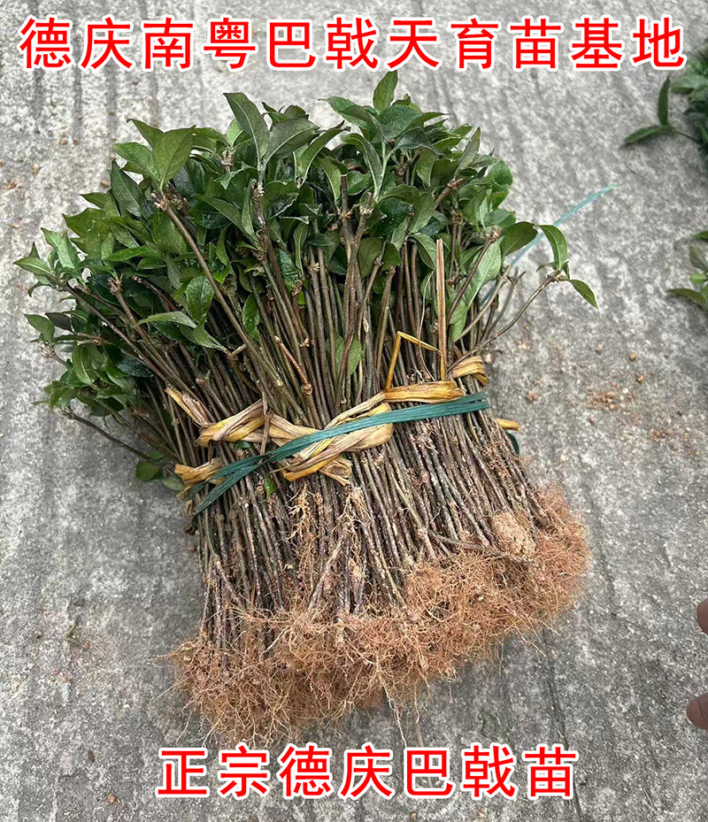 正宗德庆巴戟天种苗