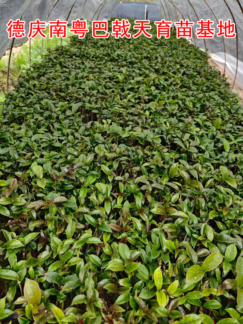 德庆巴戟天种苗基地